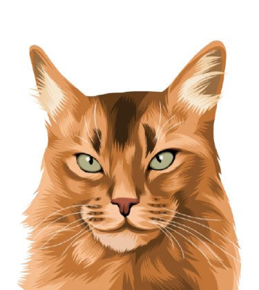 Portrait de chat entièrement coloré